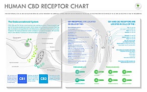 Human CBD Receptor chart horizontal business infographic photo