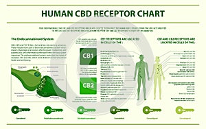 Human CBD Receptor Chart horizontal infographic