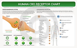 Human CBD Receptor Chart horizontal textbook infographic