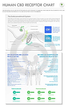 Human CBD Receptor chart vertical business infographic