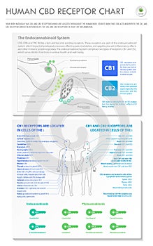 Human CBD Receptor chart vertical business infographic photo