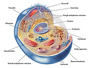 Human cell