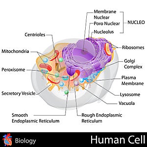 Human Cell