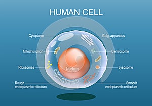 Human cell anatomy. Structure of a eukaryotic cell photo