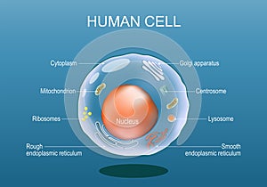 Human cell anatomy. Structure of a eukaryotic cell