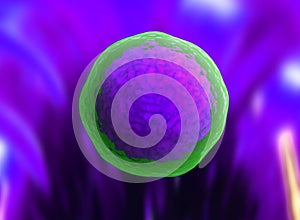 Human cell or animal cell. nucleolus, nucleus, 3d stem cell.