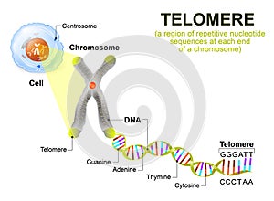 Human cell, chromosome and telomere