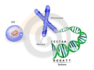 Human cell, chromosome and telomere