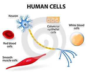 Human cell collection