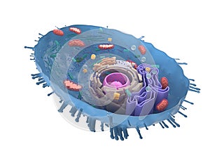 A human cell cross-section