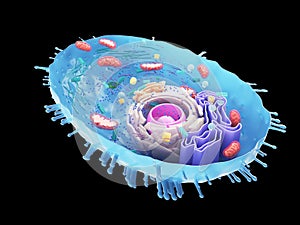 A human cell cross-section