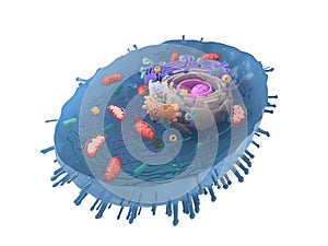 A human cell cross-section