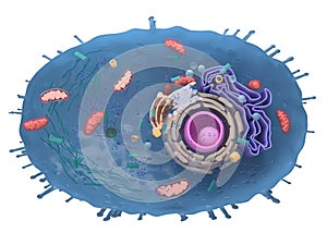 A human cell cross-section