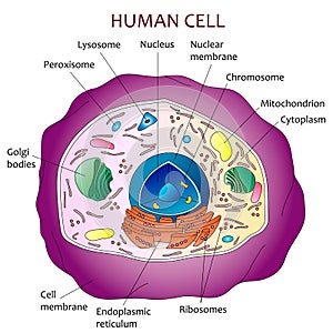 Human cell diagram photo