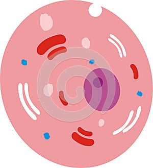 Human Cell Diagrammatical