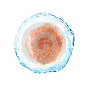 Human cell isolated on a white.