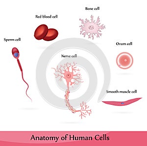Human cells