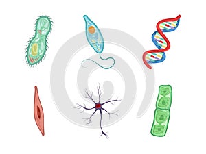 Human Cells as Structural Body Unit with Cytoplasm and Membrane Vector Set photo