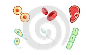 Human Cells as Structural Body Unit with Cytoplasm and Membrane Vector Set photo