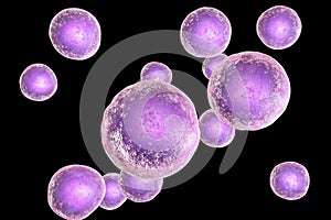 Human cells, illustration