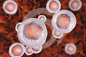 Human cells, illustration