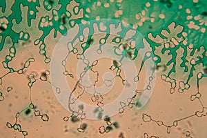 Human cells and water at the microscope