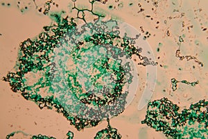 Human cells and water at the microscope