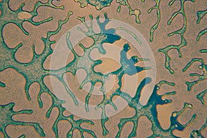 Human cells and water at the microscope