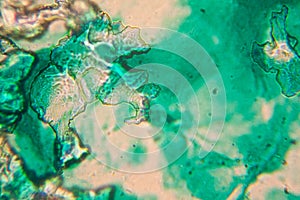 Human cells and water at the microscope