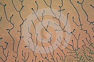 Human cells and dried water at the microscope