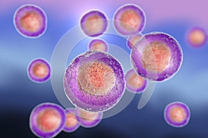 Human cells, illustration