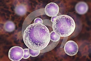 Human cells, illustration