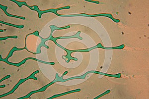 Human cells and water at the microscope