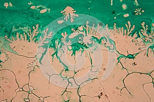 Human cells and water at the microscope