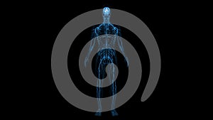 human Central Nervous System