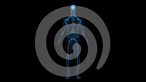 human Central Nervous System