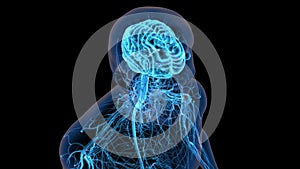 Human Central Nervous System