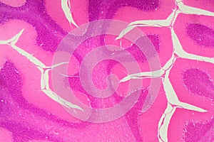 Human cerebellum under the microscope