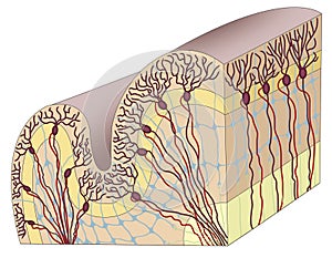 Human cerebral cortex