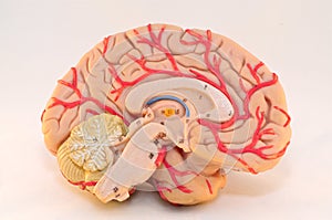 Human Cerebral Hemisphere Anatomy Model (Medial View) photo