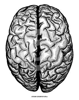 Human cerebrum top view hand draw engraving vintage clip art iso photo