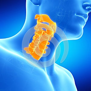 The human cervical spine