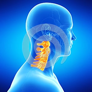 the human cervical spine photo