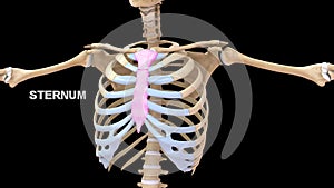 Human Chest bone Sternum or Breastbone