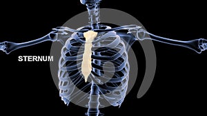 Human Chest bone Sternum or Breastbone