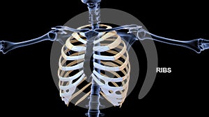Human Chest bones Ribs