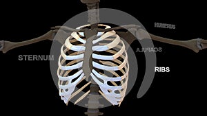 Human Chest bones Ribs or ribcage