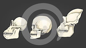 Human and chimpanzee, gorilla. biology and anatomy illustration. engraved hand drawn in old sketch and vintage style