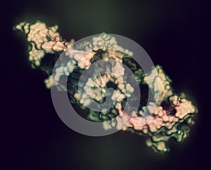 Human Chorionic Gonadotropin (hCG) glycoprotein hormone, chemical structure. Used in fertility treatments and in vitro