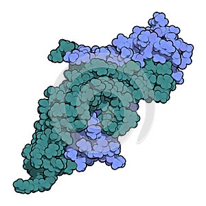 Human Chorionic Gonadotropin (hCG) glycoprotein hormone, chemical structure. Used in fertility treatments and in vitro